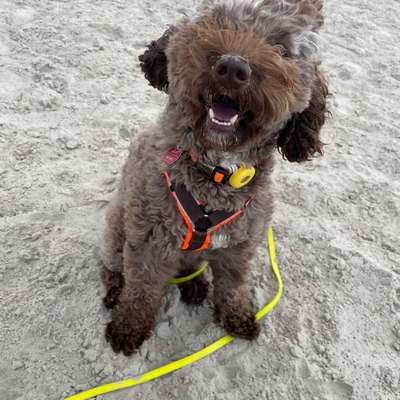 Hundetreffen-Gassibuddy-Bild