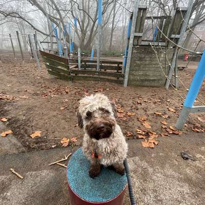 Hundetreffen-Gemeinsame Spaziergänge-Bild