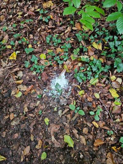 Giftköder-Weißes Pulver im Wald-Bild