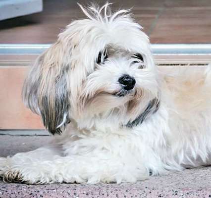 Welche Hunderasse-Beitrag-Bild