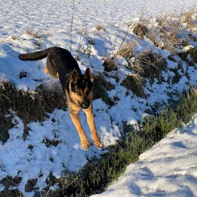 Hundetreffen-Schäferhunde oder ähnliches Kaliber zum Toben-Bild
