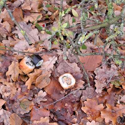 Giftköder-Vermutlich Giftköder-Bild