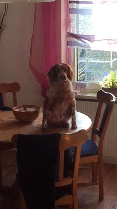 Zeigt eure verrücktesten Hundebilder-Beitrag-Bild