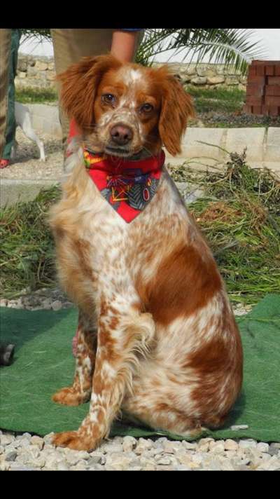 Foto's und Hundemodels-Beitrag-Bild