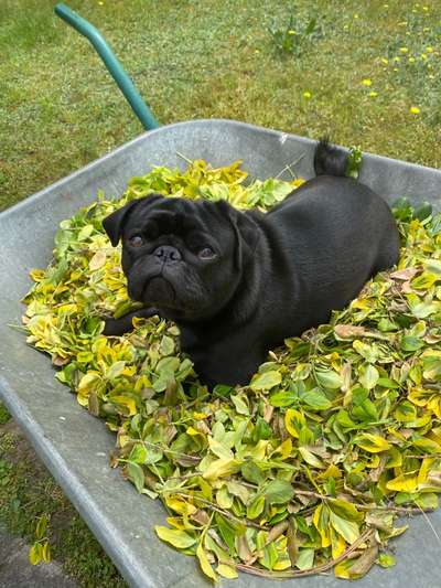 Die Dogorama Monats Challenge "Es grünt und blüht"-Beitrag-Bild