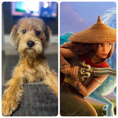 Wie heißt dein Hund?-Beitrag-Bild