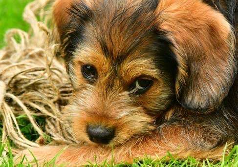 Die Dogorama Kalender Challenge Titelbild-Beitrag-Bild