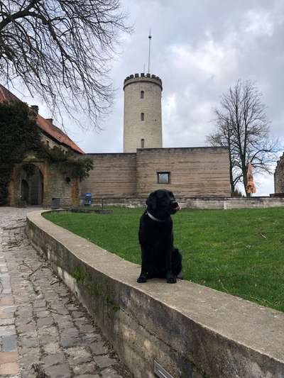 Hundetreffen-Gassi Runde-Bild