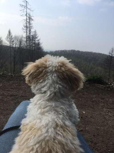 Fotochallenge No. 26                                     Wald und Wiese-Beitrag-Bild