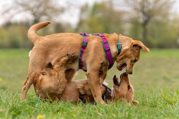 Die Dogorama Wochen Challenge "Friends will be Friends"-Beitrag-Bild