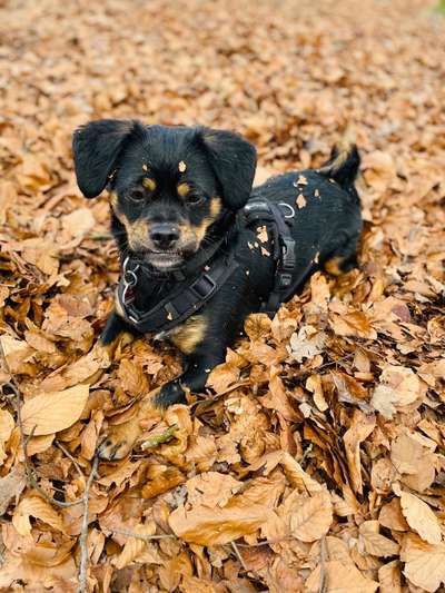 Pekinese/Pekingese-Beitrag-Bild