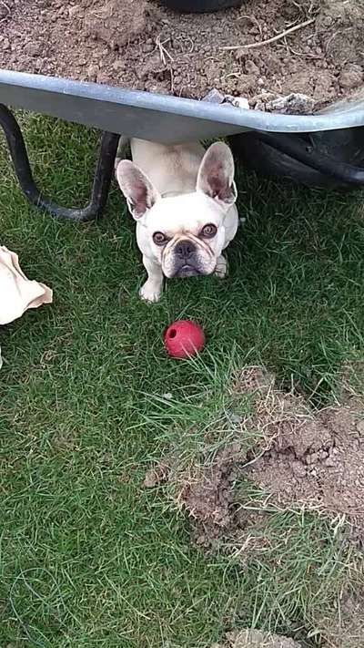 Hundetreffen-Treffen für französische Bulldoggen-Bild
