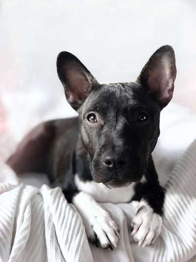 Mischlinge - die beste Rasse die es gibt-Beitrag-Bild