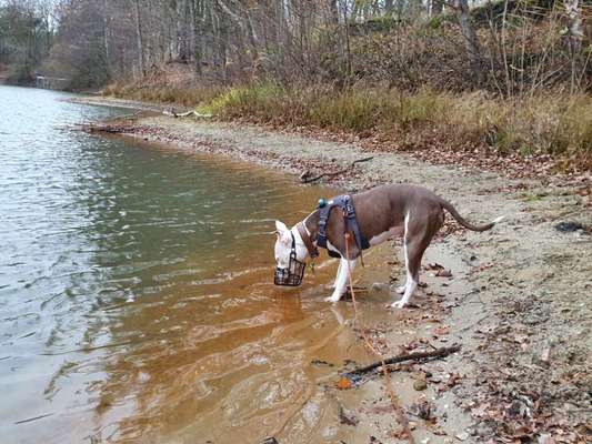 Reinrassige Hunde?-Beitrag-Bild
