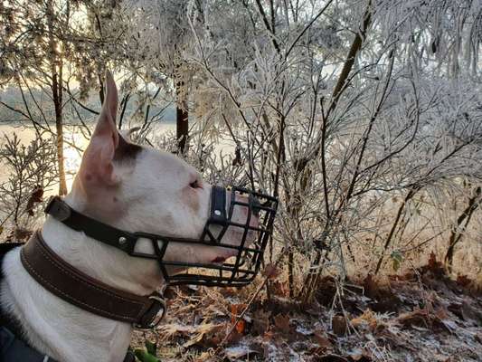 Richtiger Maulkorb-Beitrag-Bild