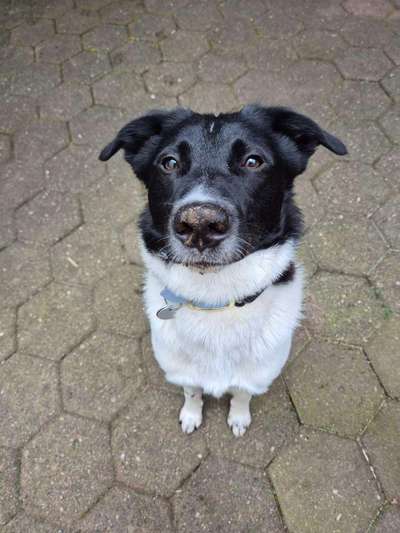 Hundetreffen-Hundekumpel gesucht-Bild