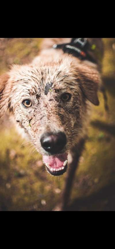 Hundemodel-Beitrag-Bild