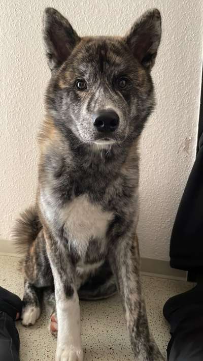 Akita Inu/American Akita (Mix) halter.-Beitrag-Bild