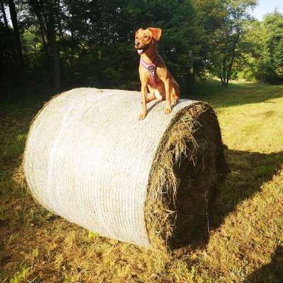Hundetreffen-Social walk/ Begegnungstraining-Bild