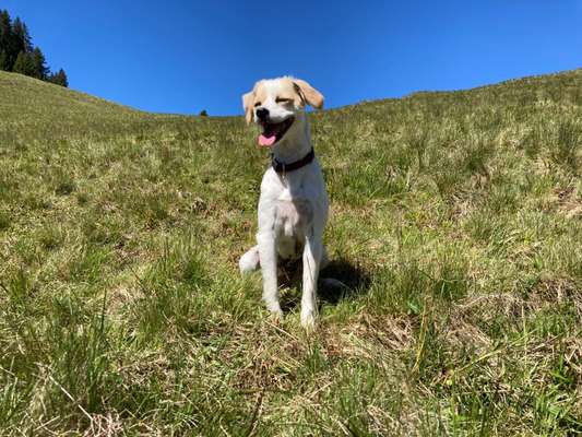 Epagneul Breton-Beitrag-Bild