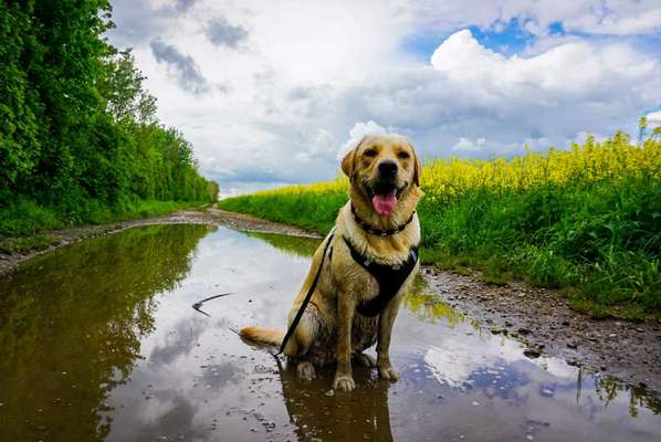 Hundetreffen-Social Walk inkl Spielen-Bild