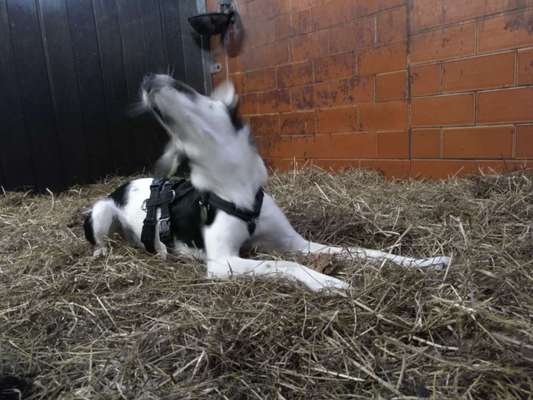 Das ekligste, das mein Hund gemacht hat...-Beitrag-Bild