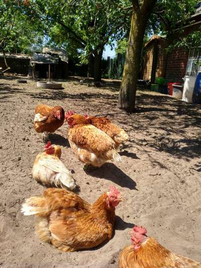 Das ekligste, das mein Hund gemacht hat...-Beitrag-Bild