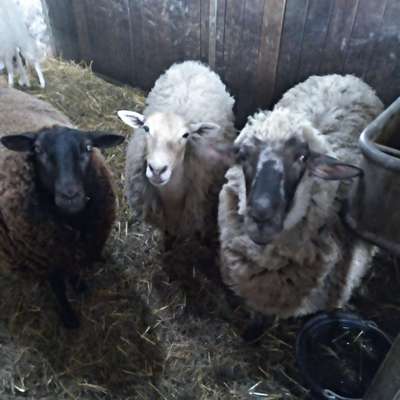 Das ekligste, das mein Hund gemacht hat...-Beitrag-Bild