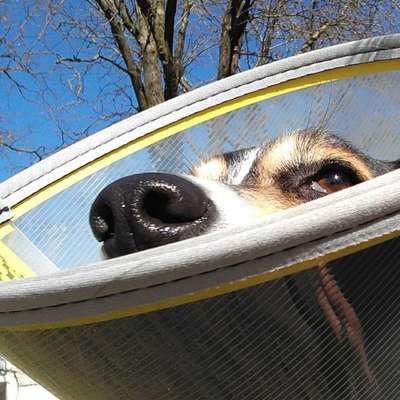 42. Handy Fotochallenge - Den richtigen Riecher haben-Beitrag-Bild