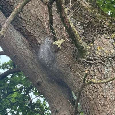 Giftköder-Eichenprozessionspinner-Bild