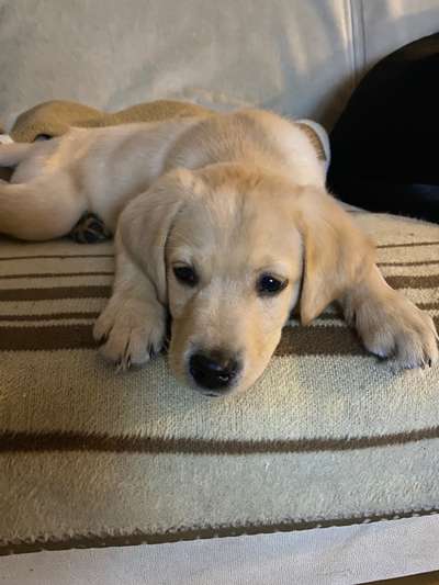 Welches Futter-Beitrag-Bild