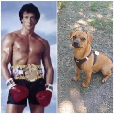 Wie heißt dein Hund?-Beitrag-Bild