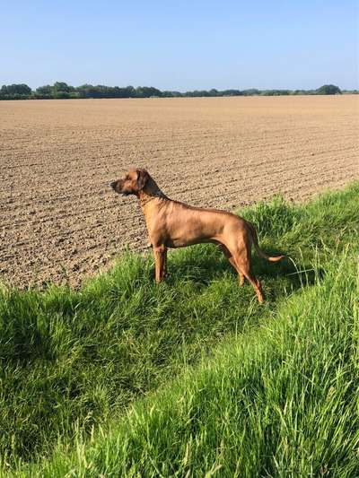 Hundetreffen-Freunde gesucht-Bild