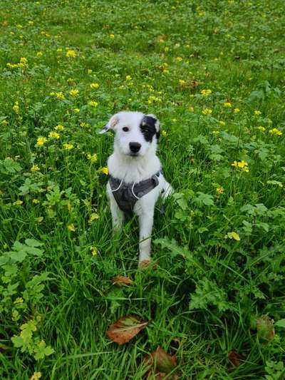 Fotochallange 63: "Dein blühendes Hündchen"-Beitrag-Bild