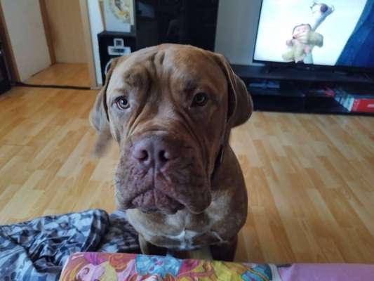 Mischlingshunde Foto Aufruf-Beitrag-Bild