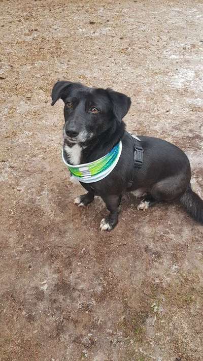 Tierschutzhund ist meine Lieblingsrasse-Beitrag-Bild