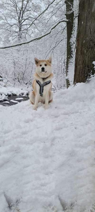 Seltene Rassen!-Beitrag-Bild