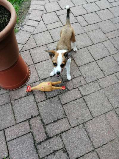 Die Dogorama Wochen Challenge-Beitrag-Bild