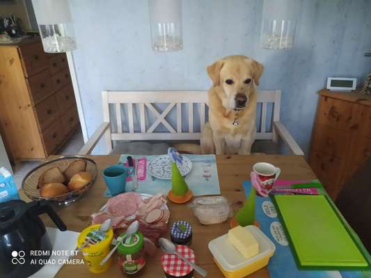 Labradorfans-Beitrag-Bild