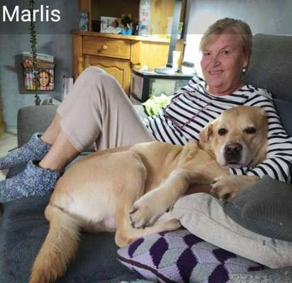 Labradorfans-Beitrag-Bild