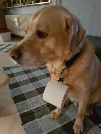 Dogorama Photo Challenge - Die besten Hundebuddys-Beitrag-Bild