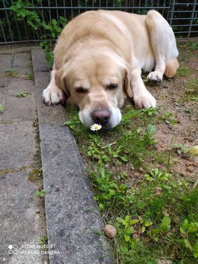 Labradorfans-Beitrag-Bild