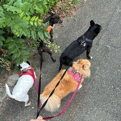 Hundetreffen-Gassi gehen in Stuttgart rohr-Bild