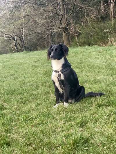 Wie heißt dein Hund?-Beitrag-Bild