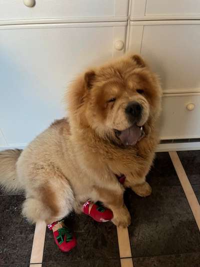 Wie kamst du zu deinem Hund?-Beitrag-Bild