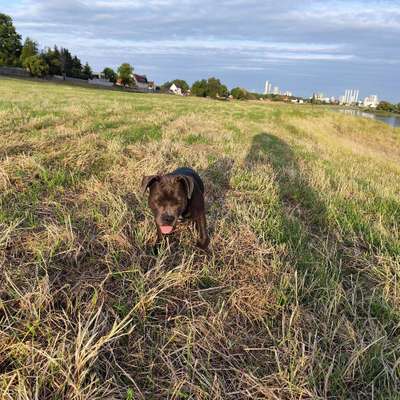 Hundetreffen-Gassirunde-Bild