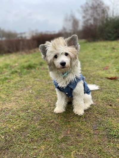 Dogorama Photo Challenge - Hundeblick zum hinschmelzen-Beitrag-Bild