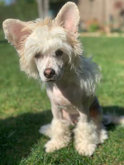 Welpen Bilder !-Beitrag-Bild