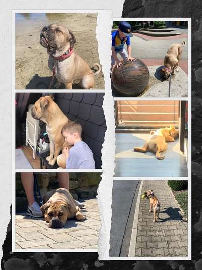 52. Collagenchallenge: Dein Hund im Sonnenschein-Beitrag-Bild