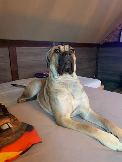 Foto-Challenge: Der schmollende Hund-Beitrag-Bild